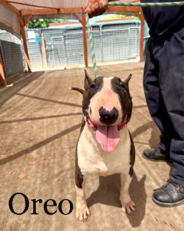 Oreo